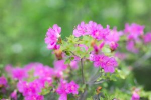 ミヤマキリシマのまとめ 剪定や花言葉等11つのポイント 植物の育て方や豆知識をお伝えするサイト