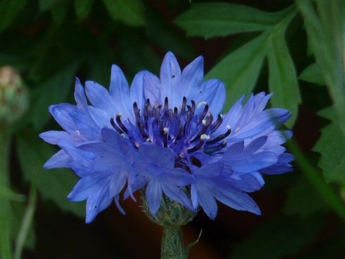 セントーレア 花 のまとめ 育て方 剪定方法や種まき と花言葉等8個のポイント 植物の育て方や豆知識をお伝えするサイト