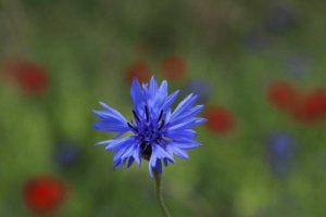 セントーレア 花 のまとめ 育て方 剪定方法や種まき と花言葉等8個のポイント 植物の育て方や豆知識をお伝えするサイト