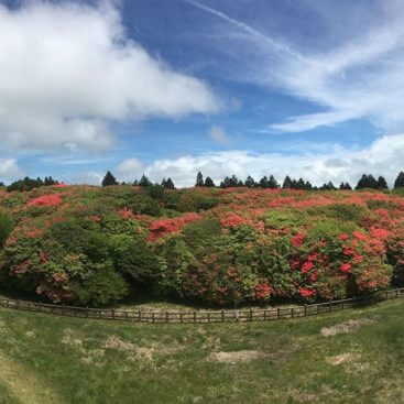 オンツツジのまとめ 育て方や特徴等6個のポイント 植物の育て方や豆知識をお伝えするサイト