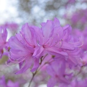 カラムラサキツツジのまとめ 似た花や販売価格等6個のポイント 植物の育て方や豆知識をお伝えするサイト