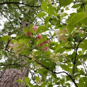 ニシキウツギ ニ色空木 のまとめ 育て方や花言葉等6個のポイント 植物の育て方や豆知識をお伝えするサイト