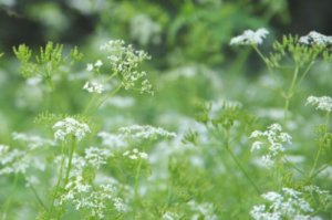 ホワイトレースフラワーのまとめ 苗の植え方や花言葉等7個のポイント 植物の育て方や豆知識をお伝えするサイト