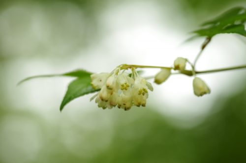 ミツバウツギのまとめ 実や花の画像や食べ方等5個のポイント 植物の育て方や豆知識をお伝えするサイト