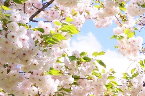 サトザクラのまとめ 八重桜との違いや花言葉等8個のポイント 植物の育て方や豆知識をお伝えするサイト