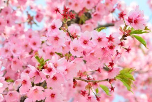 陽光桜 ヨウコウザクラ のまとめ 育て方や開花時期等8個のポイント 植物の育て方や豆知識をお伝えするサイト