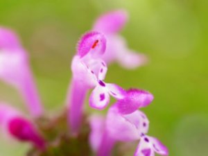 ホトケノザのまとめ 名前の由来や花言葉等10個のポイント 植物の育て方や豆知識をお伝えするサイト