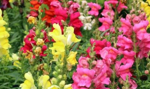 オタフクナンテンのまとめ 育て方 寄せ植えや剪定 と花言葉等17個のポイント 植物の育て方や豆知識をお伝えするサイト