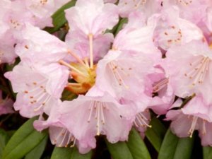 ハクサンシャクナゲのまとめ 画像やアズマシャクナゲとの違い等7個のポイント 植物の育て方や豆知識をお伝えするサイト