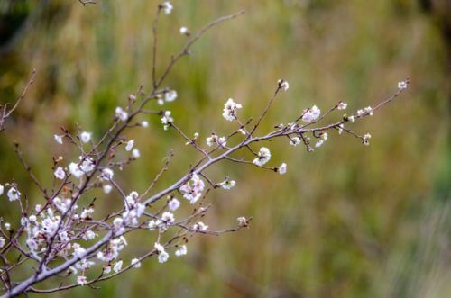 コブクザクラ 子福桜 のまとめ 育て方や花言葉等6個のポイント 植物の育て方や豆知識をお伝えするサイト