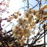 オカメザクラ おかめ桜 のまとめ 育て方や花言葉等8個のポイント 植物の育て方や豆知識をお伝えするサイト