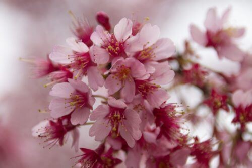 オカメザクラ おかめ桜 のまとめ 育て方や花言葉等8個のポイント 植物の育て方や豆知識をお伝えするサイト