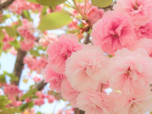 八重桜 ヤエザクラ のまとめ 育て方 病気対策や挿し木 と花言葉等13個のポイント 植物の育て方や豆知識をお伝えするサイト