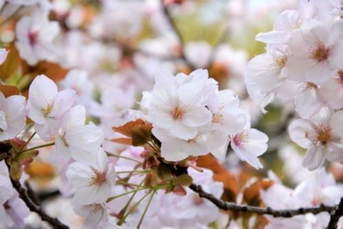 山桜 ヤマザクラ のまとめ 育て方や花言葉等11個のポイント 植物の育て方や豆知識をお伝えするサイト