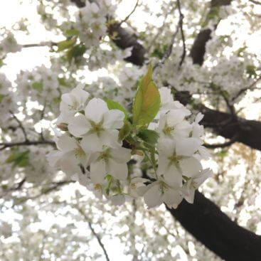 オオシマザクラ 大島桜 のまとめ 育て方 盆栽や挿し木 や開花時期等9個のポイント 植物の育て方や豆知識をお伝えするサイト