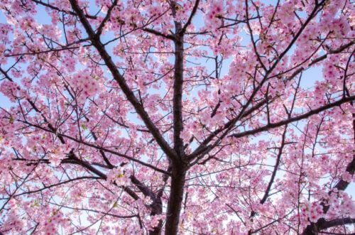 河津桜 カワヅザクラ のまとめ 育て方 増やし方や剪定 と花言葉等12個のポイント 植物の育て方や豆知識をお伝えするサイト