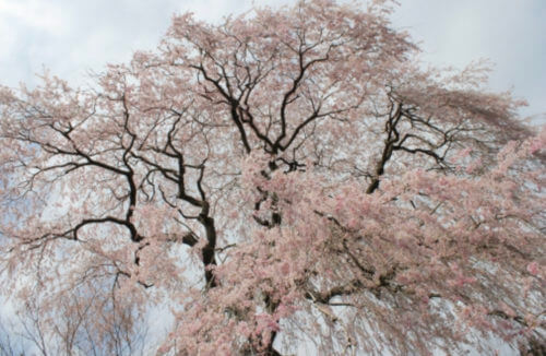 しだれ桜 シダレザクラ のまとめ 育て方 剪定や鉢植え や花言葉等15個のポイント 植物の育て方や豆知識をお伝えするサイト