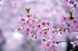彼岸桜 ヒガンザクラ のまとめ 開花時期や名所等9個のポイント 植物の育て方や豆知識をお伝えするサイト