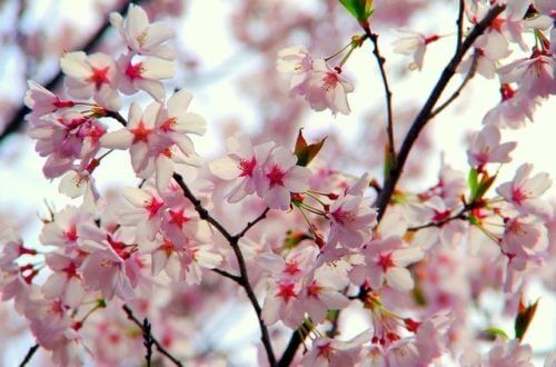 彼岸桜 ヒガンザクラ のまとめ 開花時期や名所等9個のポイント 植物の育て方や豆知識をお伝えするサイト