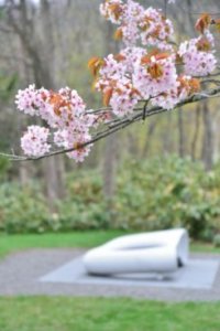 オオヤマザクラ 大山桜 のまとめ 開花時期や花言葉等8個のポイント 植物の育て方や豆知識をお伝えするサイト