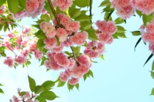 八重桜 ヤエザクラ のまとめ 育て方 病気対策や挿し木 と花言葉等13個のポイント 植物の育て方や豆知識をお伝えするサイト