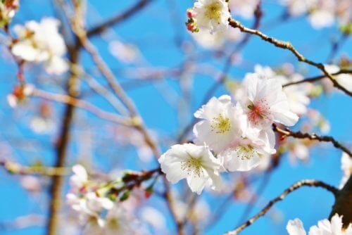 十月桜 ジュウガツザクラ のまとめ 育て方 挿し木や剪定 と花言葉等8個のポイント 植物の育て方や豆知識をお伝えするサイト
