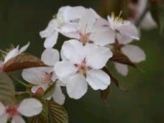 オオヤマザクラ 大山桜 のまとめ 開花時期や花言葉等8個のポイント 植物の育て方や豆知識をお伝えするサイト