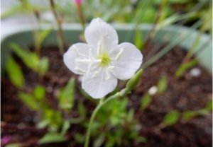 アカバナユウゲショウのまとめ 似た花や花言葉等5個のポイント 植物の育て方や豆知識をお伝えするサイト