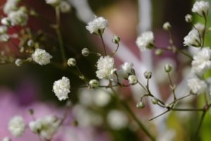 かすみ草 カスミソウ のまとめ 育て方 鉢植えや種まき と花言葉等16個のポイント 植物の育て方や豆知識をお伝えするサイト