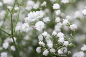 雛菊 ヒナギク のまとめ 育て方や花言葉等8個のポイント 植物の育て方や豆知識をお伝えするサイト
