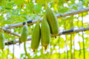 セラギネラのまとめ 育て方 植え替えや寄せ植え と花言葉等10個のポイント 植物の育て方や豆知識をお伝えするサイト