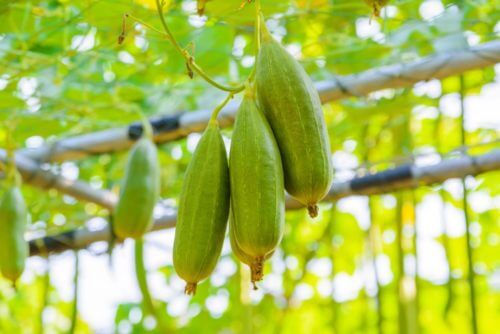 ヘチマ 糸瓜 のまとめ 育て方や化粧水の作り方等14個のポイント 植物の育て方や豆知識をお伝えするサイト