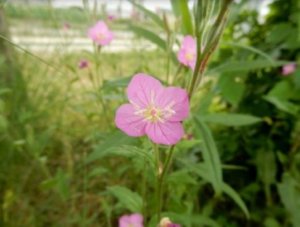 アカバナユウゲショウのまとめ 似た花や花言葉等5個のポイント 植物の育て方や豆知識をお伝えするサイト