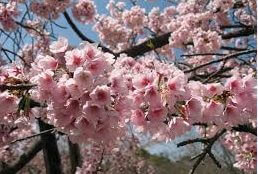 大山桜 オオヤマザクラ のまとめ 開花時期や花言葉等8個のポイント 植物の育て方や豆知識をお伝えするサイト