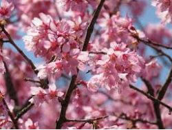 オカメザクラ おかめ桜 のまとめ 育て方や花言葉等8個のポイント 植物の育て方や豆知識をお伝えするサイト