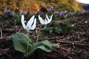 カタクリ 植物 のまとめ 育て方 増やし方や植え替え と花言葉等11個のポイント 植物の育て方や豆知識をお伝えするサイト