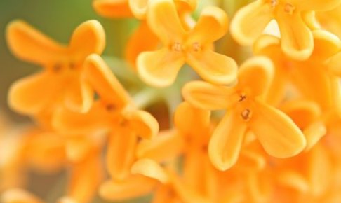 金木犀 キンモクセイ のまとめ 育て方 剪定や鉢植え と花言葉等17個のポイント 植物の育て方や豆知識をお伝えするサイト