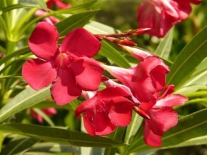 夾竹桃 キョウチクトウ のまとめ 毒性や花言葉等10個のポイント 植物の育て方や豆知識をお伝えするサイト