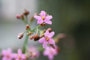 シレネのまとめ 種類や花言葉など8個のポイント 植物の育て方や豆知識をお伝えするサイト