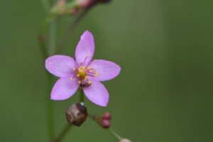 ハゼランのまとめ 育て方や花言葉等8個のポイント 植物の育て方や豆知識をお伝えするサイト