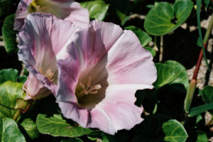 ハマヒルガオのまとめ 育て方や花言葉等5個のポイント 植物の育て方や豆知識をお伝えするサイト