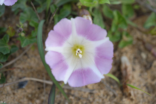 ハマヒルガオのまとめ 育て方や花言葉等5個のポイント 植物の育て方や豆知識をお伝えするサイト
