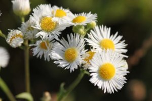 ヒメジョオンのまとめ ハルジオンとの見分け方や花言葉等8個のポイント 植物の育て方や豆知識をお伝えするサイト