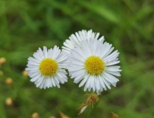 ヒメジョオンのまとめ ハルジオンとの見分け方や花言葉等8個のポイント 植物の育て方や豆知識をお伝えするサイト