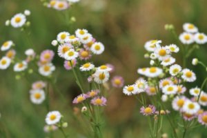 ヒメジョオンのまとめ ハルジオンとの見分け方や花言葉等8個のポイント 植物の育て方や豆知識をお伝えするサイト