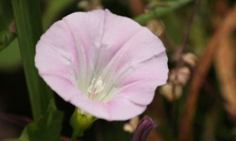 アサガオのまとめ 育て方 種まきの時期や剪定 と花言葉等12個のポイント 植物の育て方や豆知識をお伝えするサイト