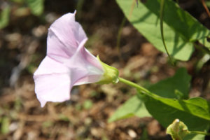 ヒルガオ 花 のまとめ 育て方 苗の植え方や種まき と花言葉等9個のポイント 植物の育て方や豆知識をお伝えするサイト