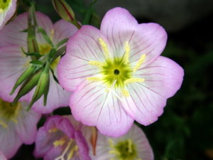 褒めあげる植物 ツキミソウ 種目0個 Whirledpies Com