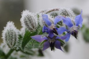 矢車菊 ヤグルマギク のまとめ 種まきや花言葉など9個のポイント 植物の育て方や豆知識をお伝えするサイト