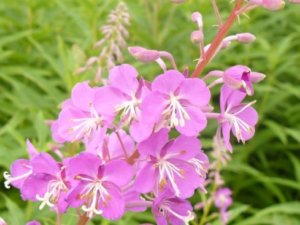 ヤナギランのまとめ 育て方や花言葉等9個のポイント 植物の育て方や豆知識をお伝えするサイト